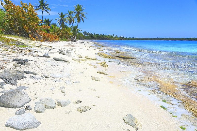 热带天堂:沙漠荒芜的绿松石海滩，Saona岛，Punta Cana -多米尼加共和国